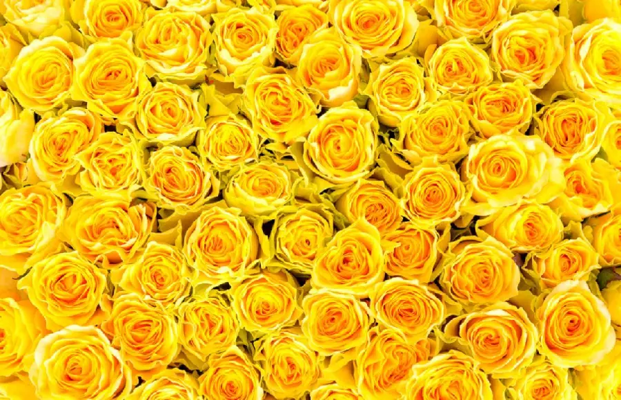Romantic Yellow Rose Photo with Amazing Details in HD Quality