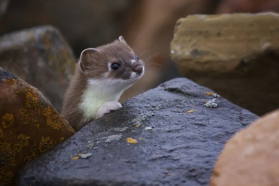 Download the most excellent glossy background photo of a bloodthirsty weasel lurking on the rocks