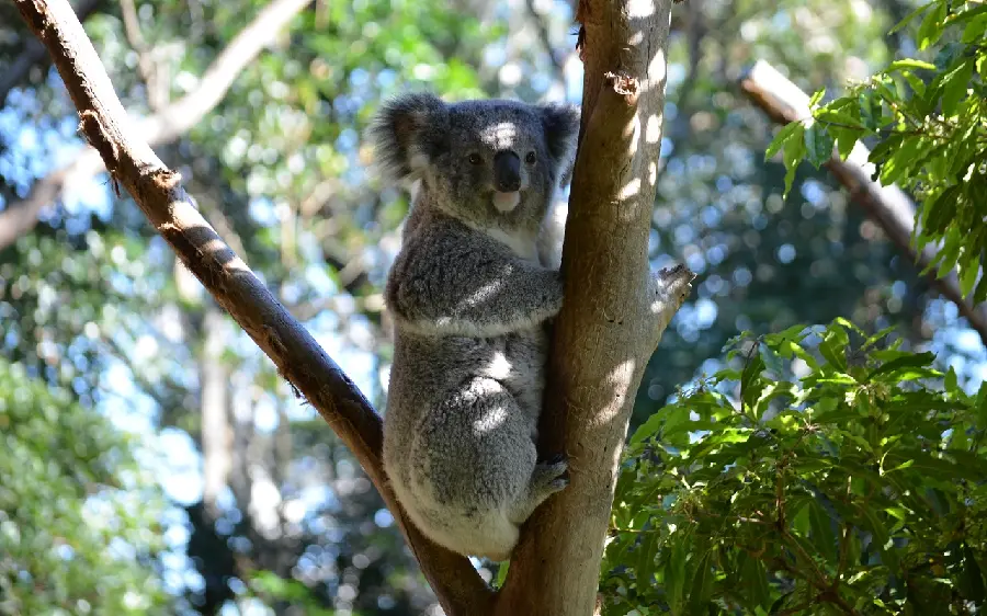 Background of a playful koala between two branches of a tall tree suitable for Windows