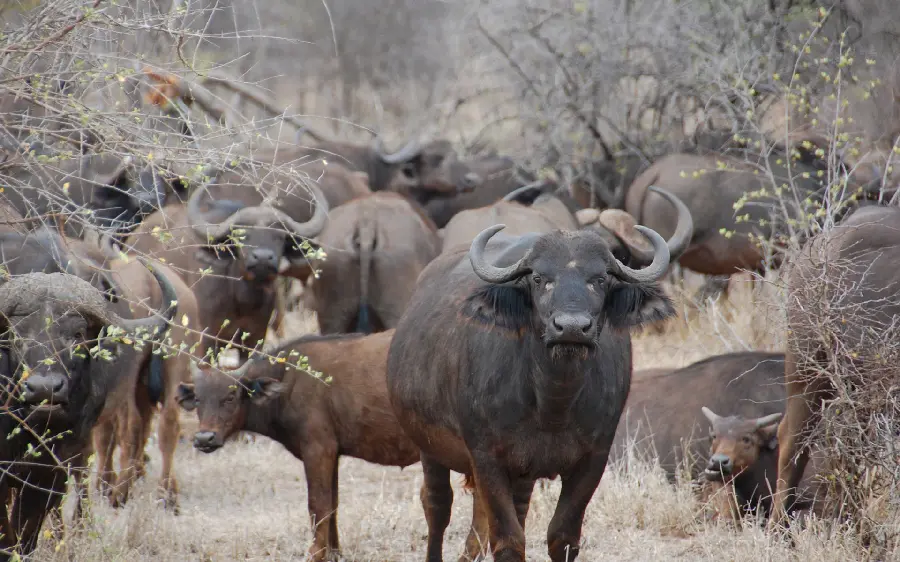 Beautiful image of a herd of buffalo