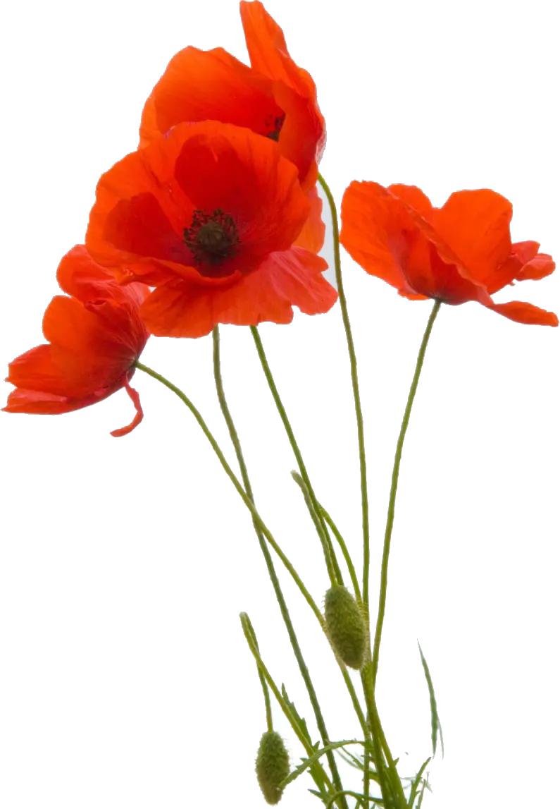 A PNG photo of a wild red poppy flower and its buds