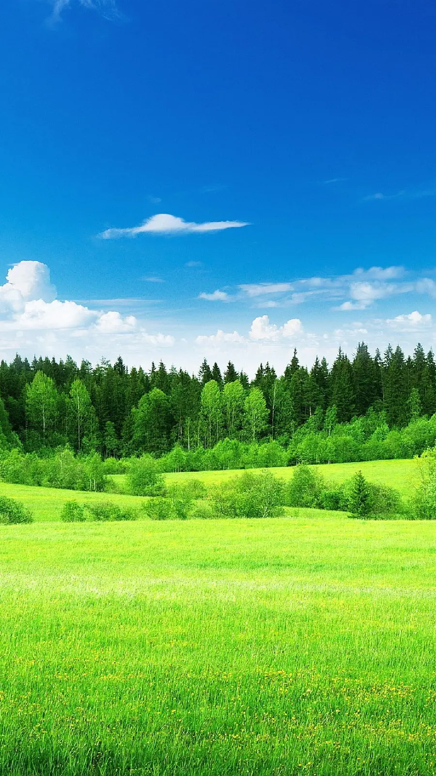 Best Nature Wallpaper with Green Grass Design Under Blue Sky