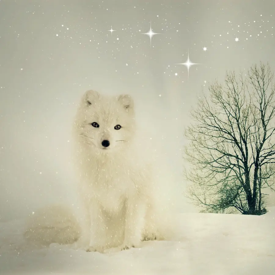 White arctic fox in the rain Snow, suitable for background