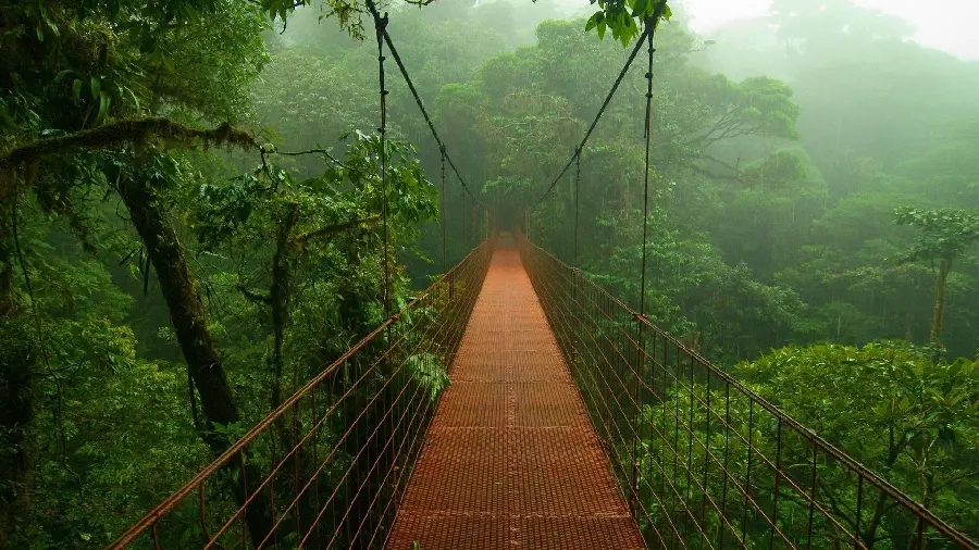 High quality and captivating background of a brown bridge in the dense forests of the Amazon River