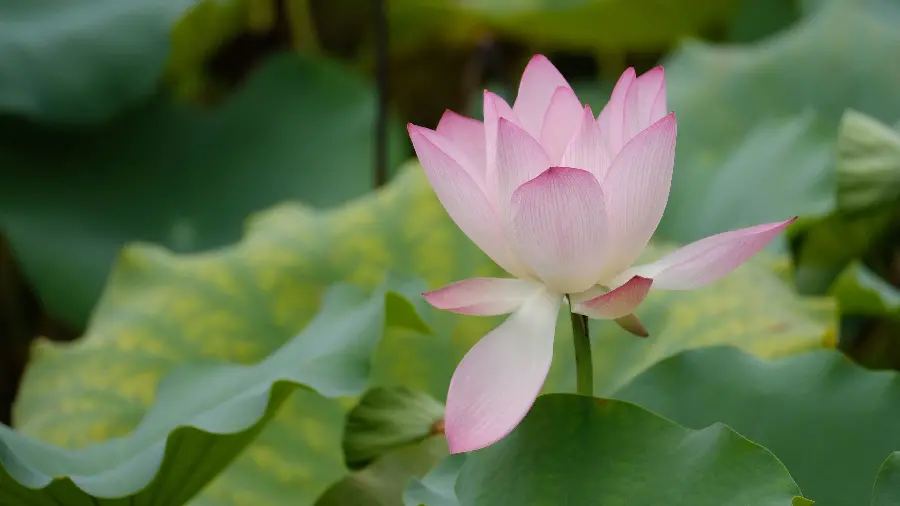 Pink water lily suitable for computer background