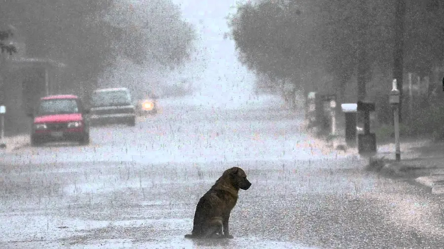 Full download photo of a lonely dog ​​under heavy rain in HD quality 