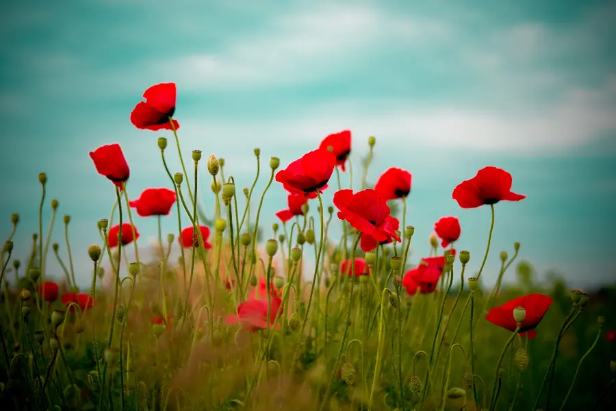 A special laptop background photo of young wild red poppies in hd quality