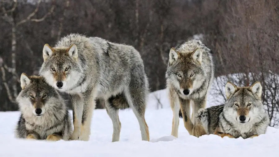 Photos of Alb of attention from a pack of wild wolves in snowy nature