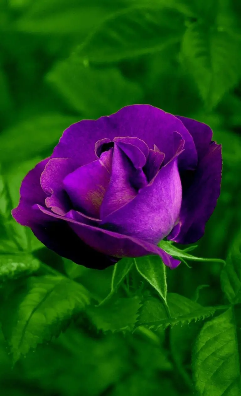 The most beautiful background image of a purple rose with its green bush in HD quality suitable for the phone