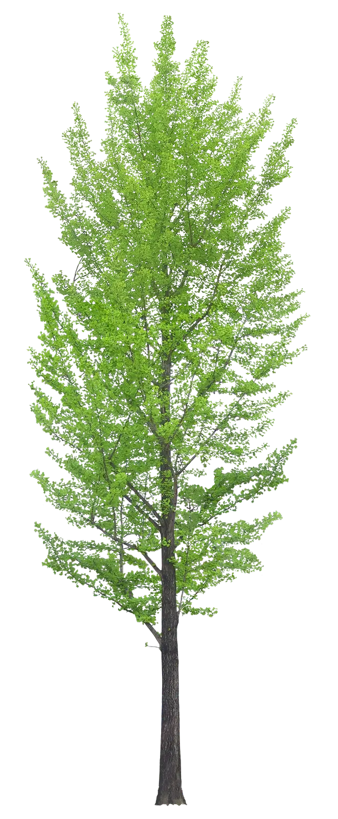 Graphic image of a tree with a white background for Word and PowerPoint 
