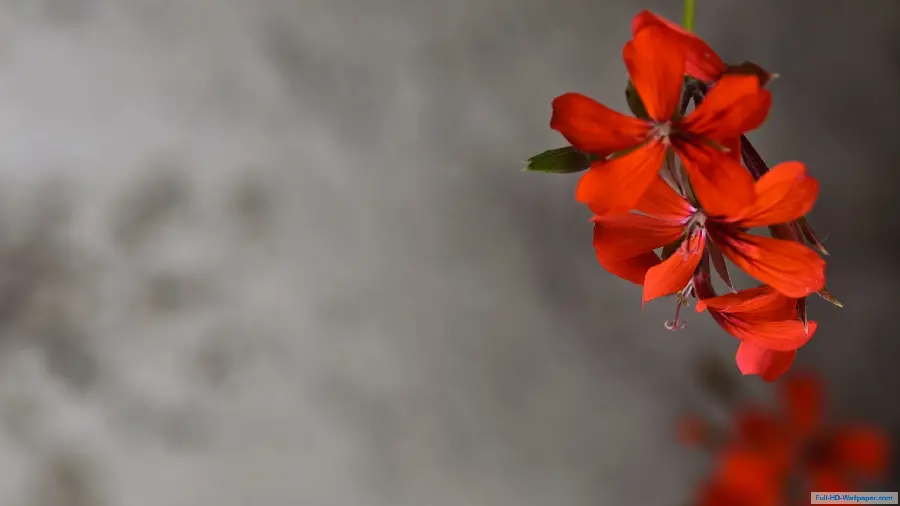 Amazing red flower background with heart-shaped petals