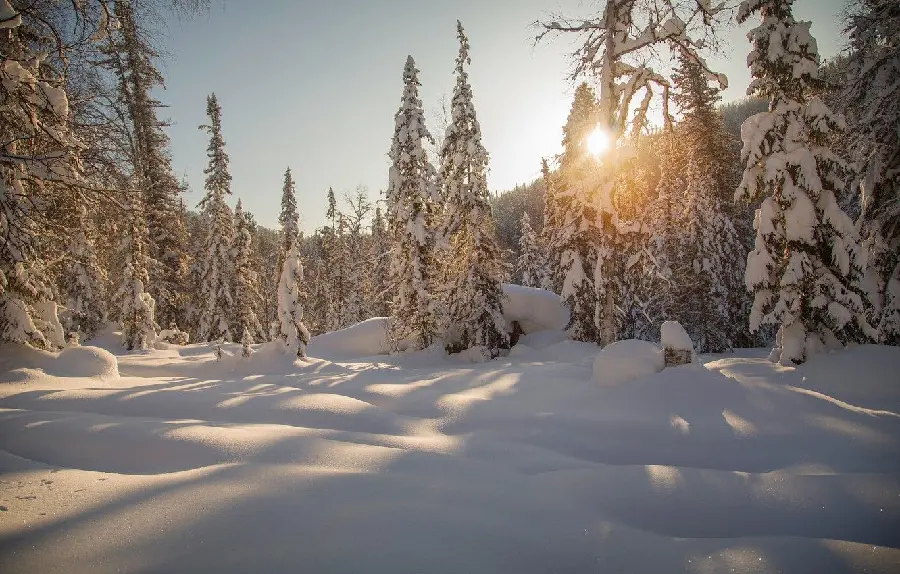 A pleasant picture of a pleasant sunset in the snowy forest of Siberia, Russia