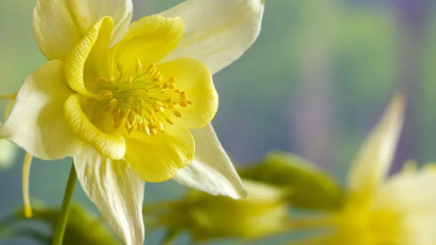 Download lifeless image of daffodil flower withering in a blurry view