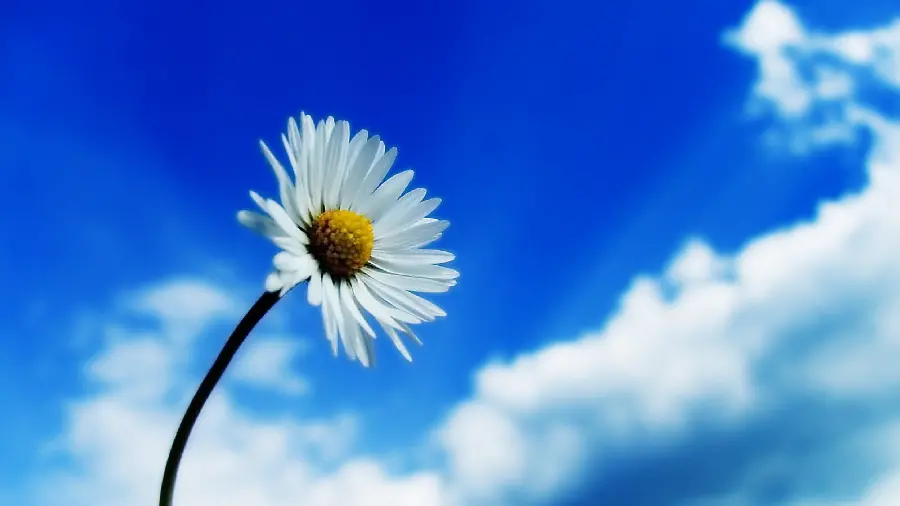 Spectacular Windows 12 Background with Chamomile Design Under a Pleasant Blue Sky