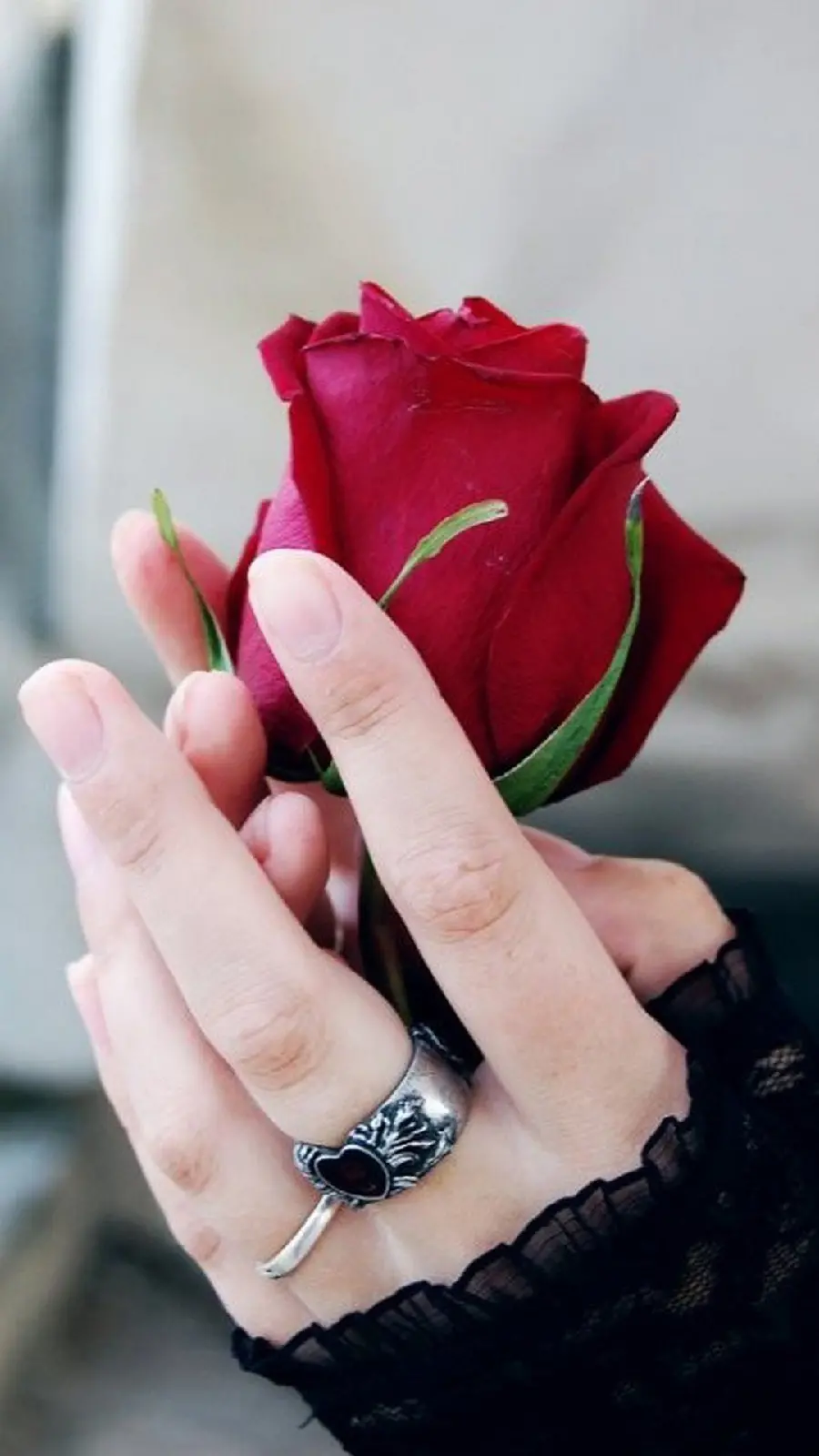 A lovely image of a Rose bush in beautiful hands