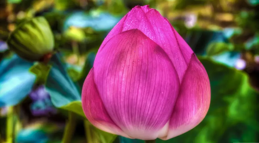 High quality lotus bud image