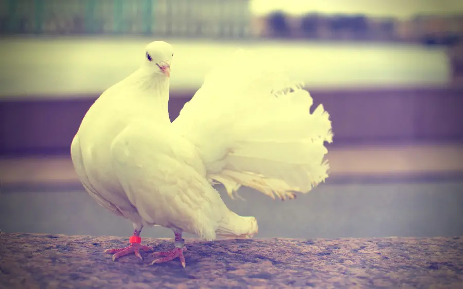 A good quality old photo of a beautiful white dove sitting on the ground