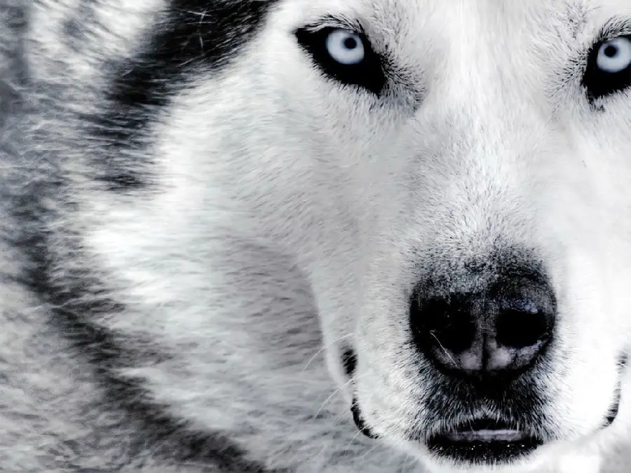 The most visited background of a white wolf from a close angle 