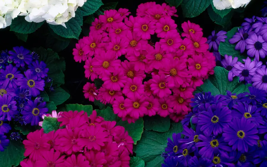 Ideal background of spectacular purple and pink flowers in 4K quality