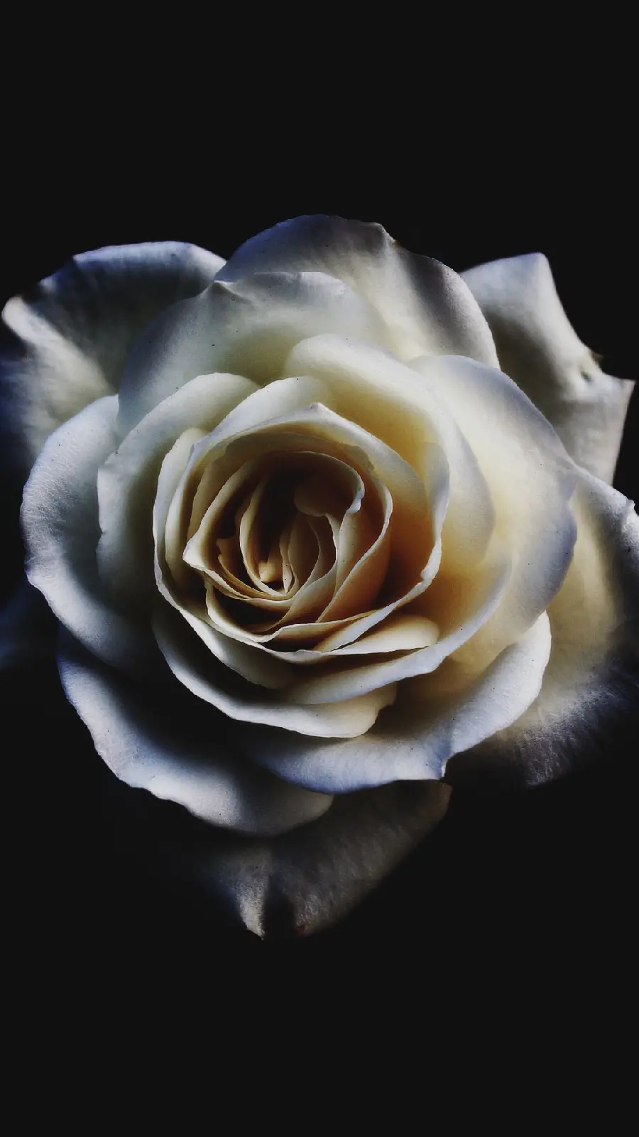 Download White Rose Background Image with Light Reflection