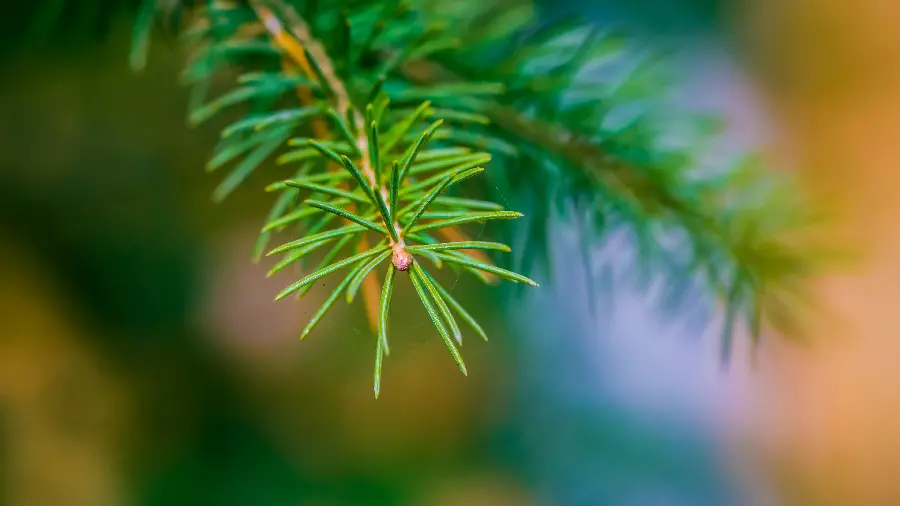 Interesting and needle-shaped leaves of a tree in a beautiful artistic view