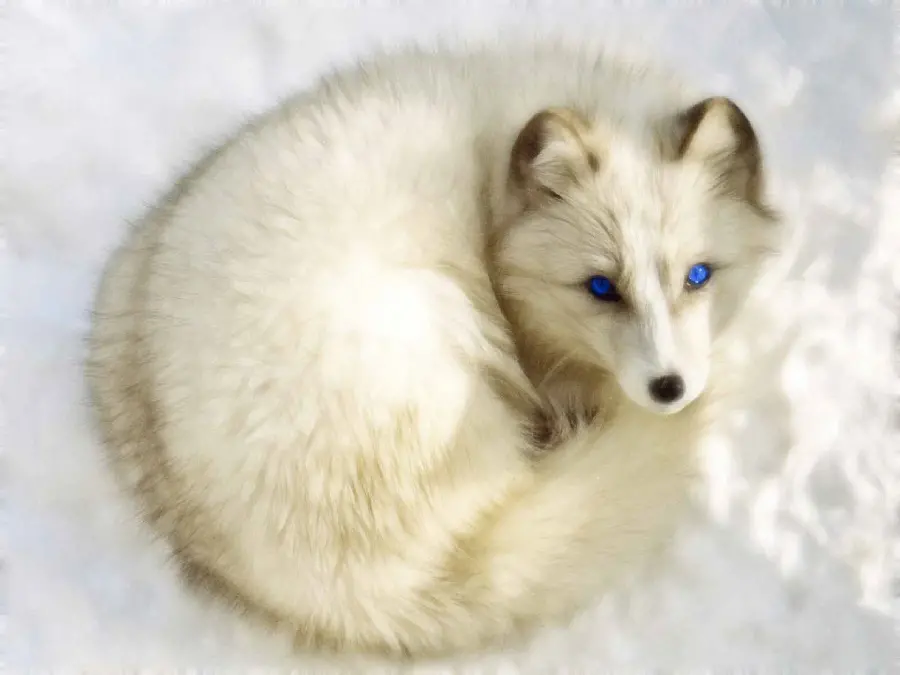A great background of a white arctic fox with blue eyes