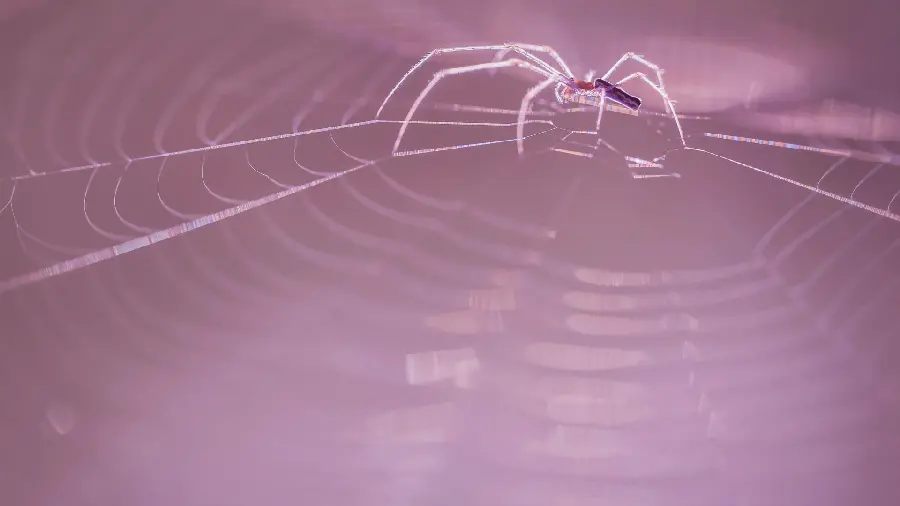 The Most Interesting Pink Mac Background with Spider Web Design