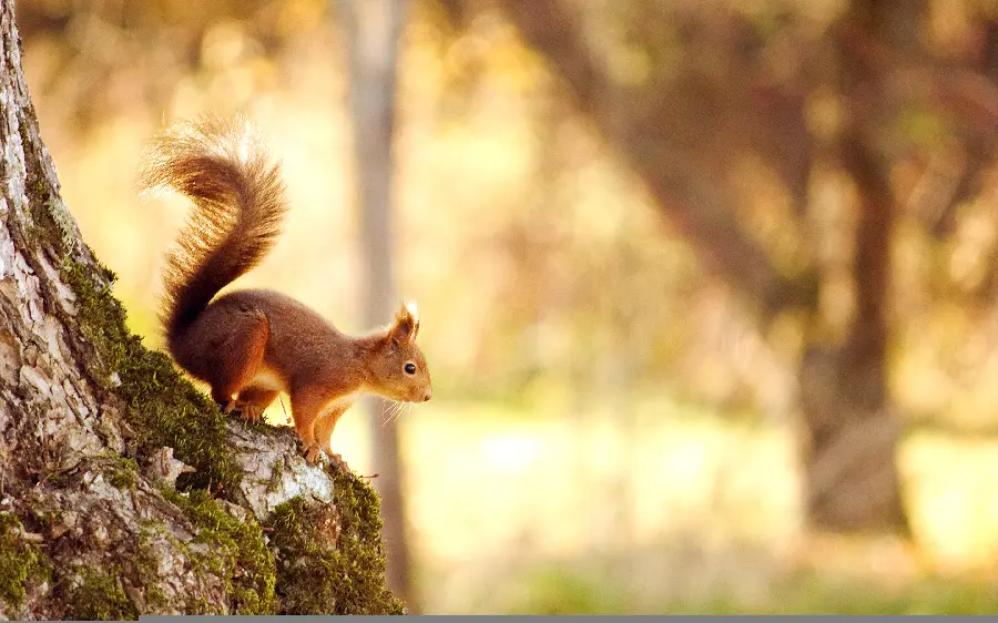 Baby squirrel on a tree wallpaper for Windows 12