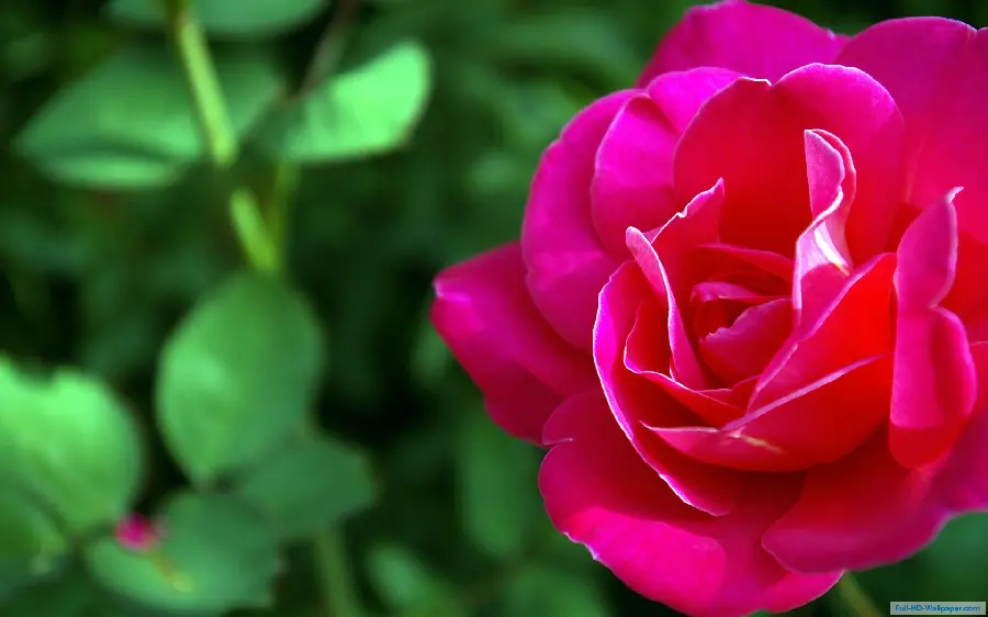 Download beautiful and lovely pink flower photo in 4K quality
