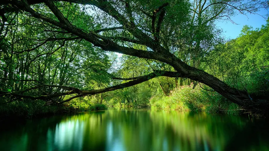 HD quality and soulful background of a large, bent tree by the Amazon River
