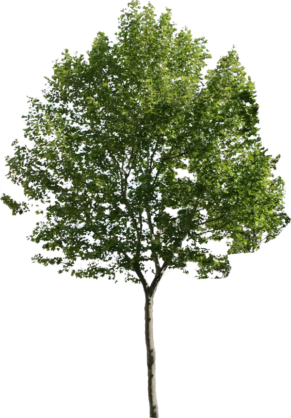 Simple Image of a Healthy Tree for Making Photo Text
