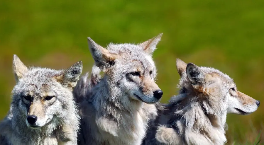 A cool stock photo of a beautiful and special wolf pack for your profile