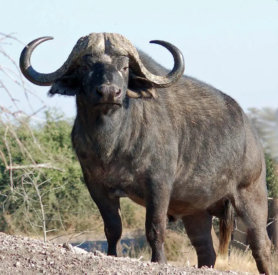High quality photo and stock image of a wild buffalo