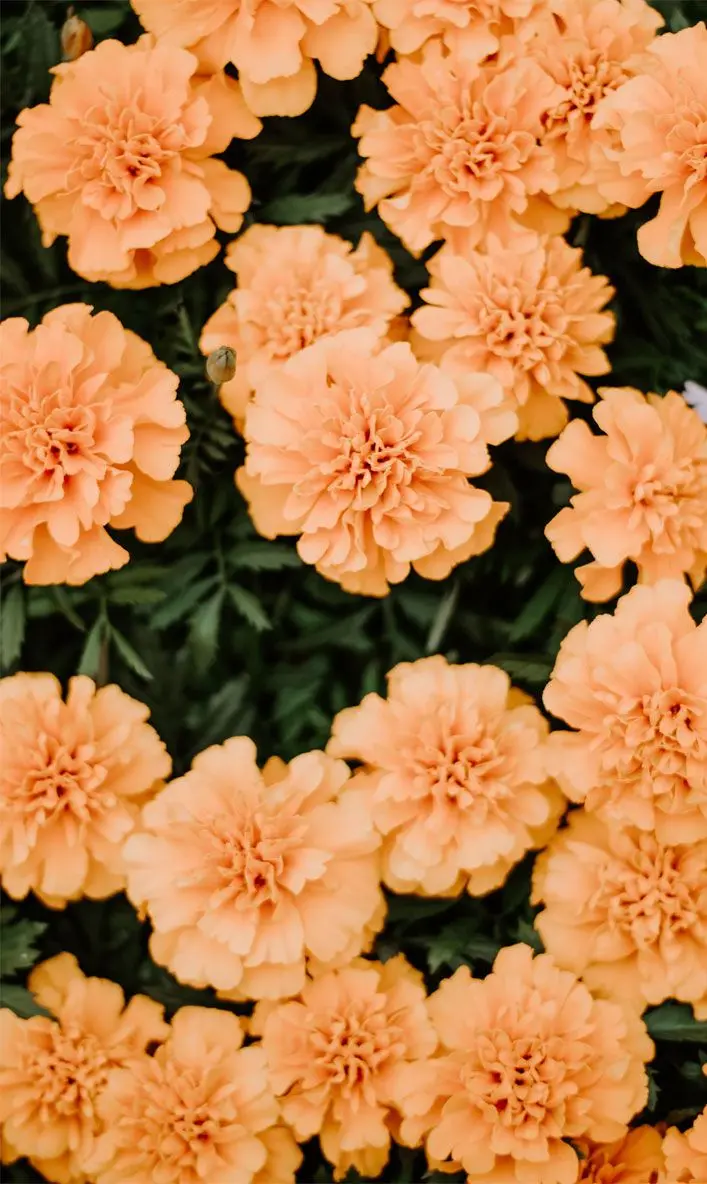 Phone wallpaper with an eye-catching design of peach-colored roses 