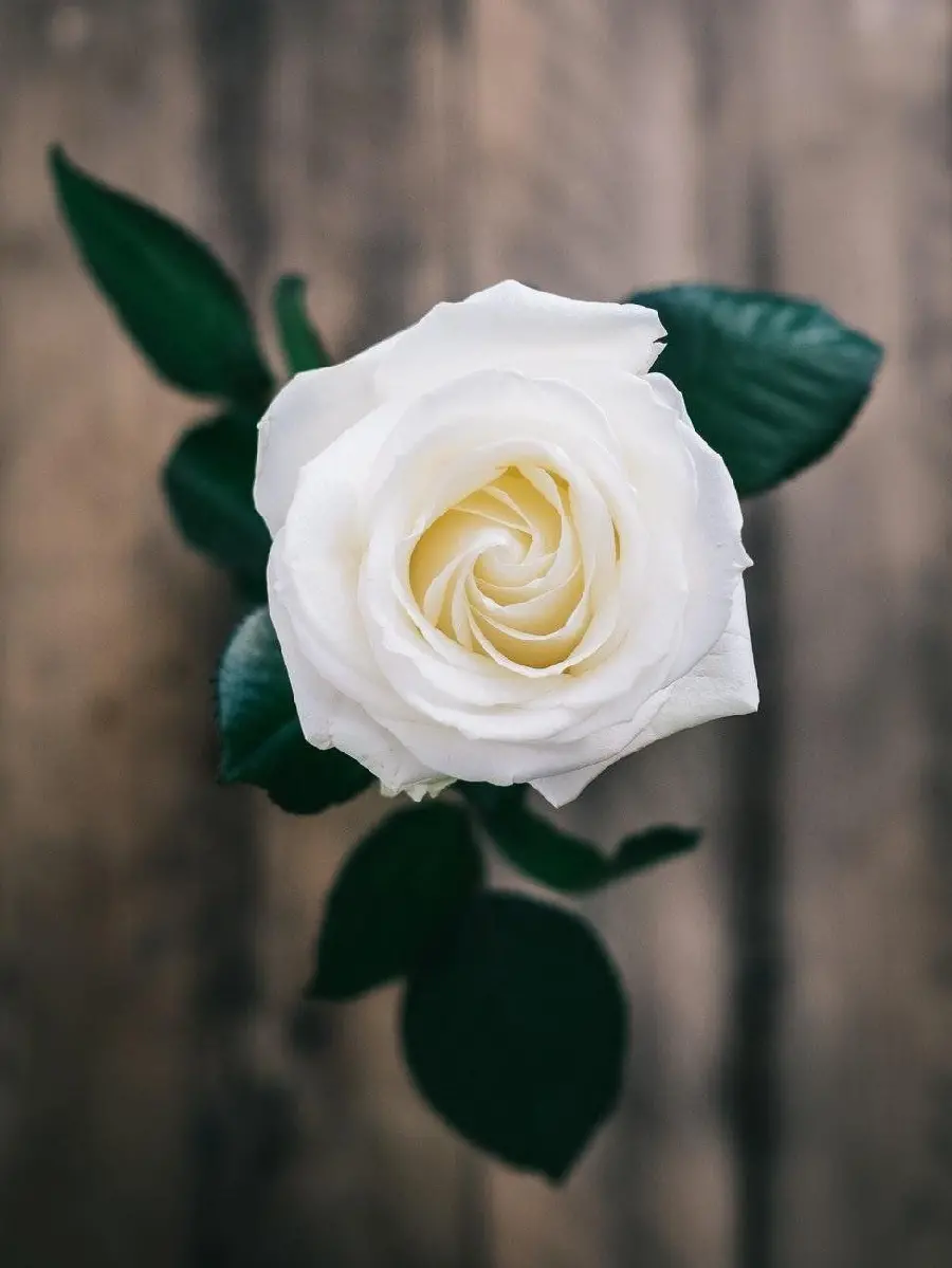 Download white rose background image from above with beautiful green leaves suitable for phone