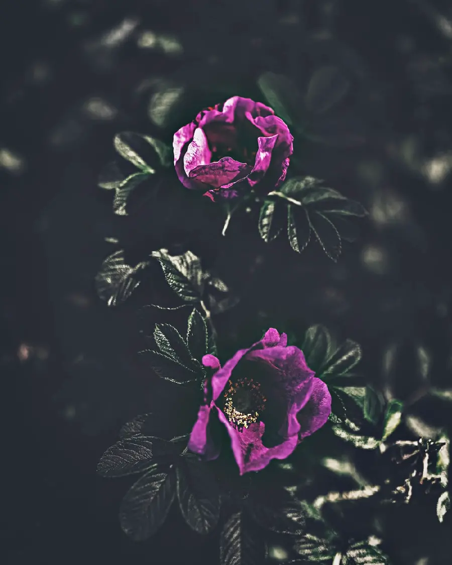 Download ugly background image of weak purple rose bush