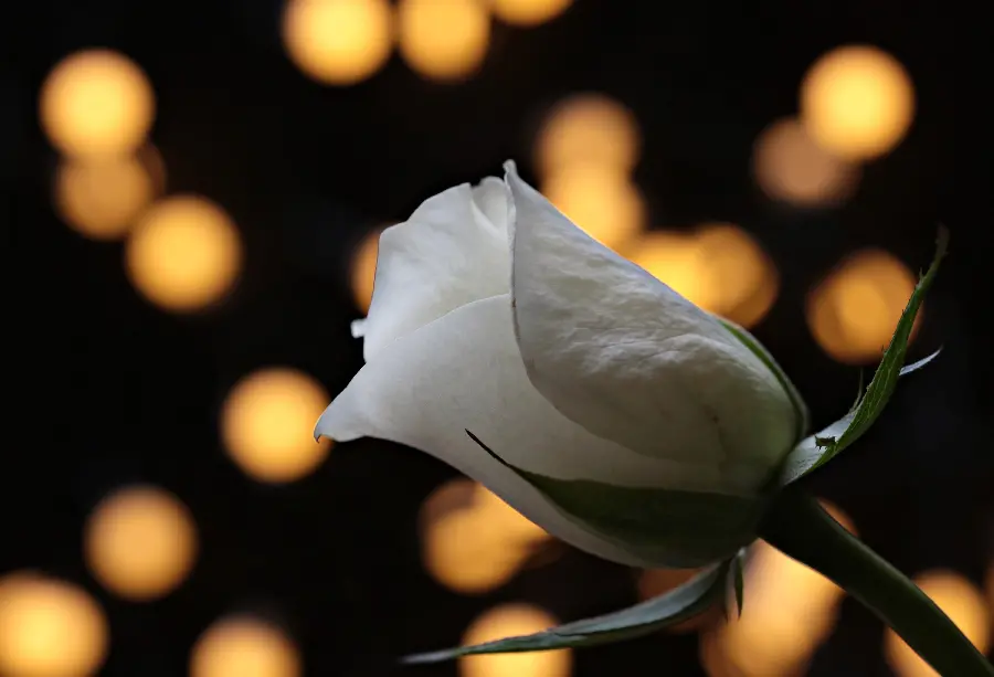 Beautiful white rose profile picture with a background of sparkling golden lights 