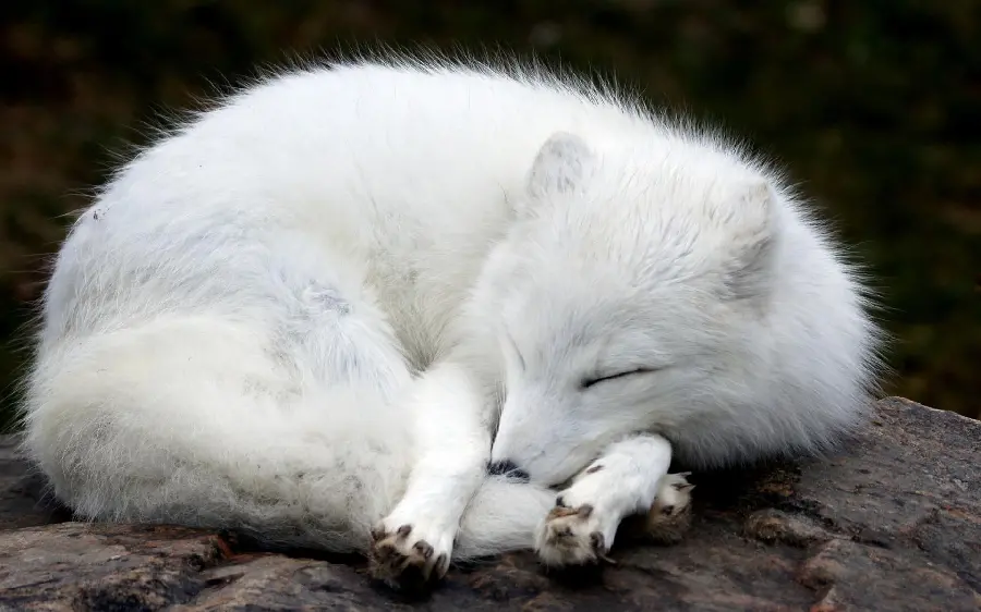 Beautiful sleepy white arctic fox wallpaper