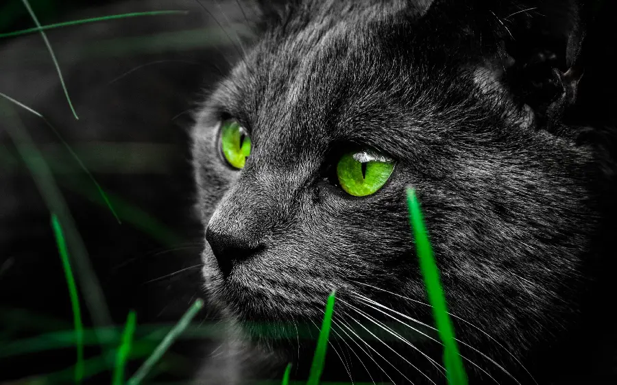 Photo of a special cat with extraordinary green eyes in the grass