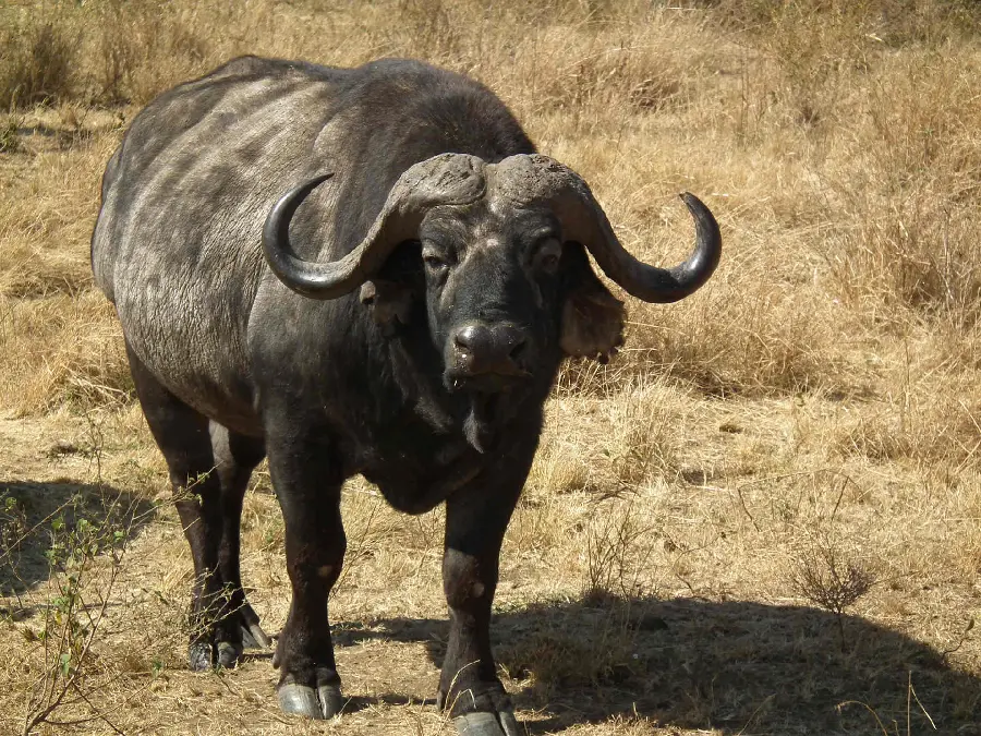 Download photo of buffalo with long branches
