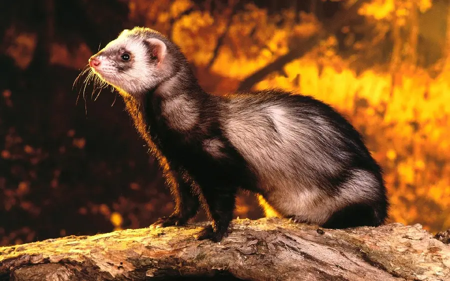 The famous gray weasel wallpaper in a beautiful view for a poster