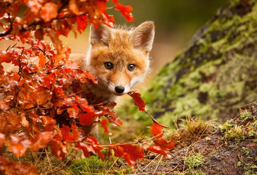 Image of a fox hiding behind red autumn branches and leaves