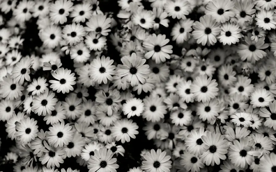 The most popular black and white wallpaper with a pleasant flower field design for mobile