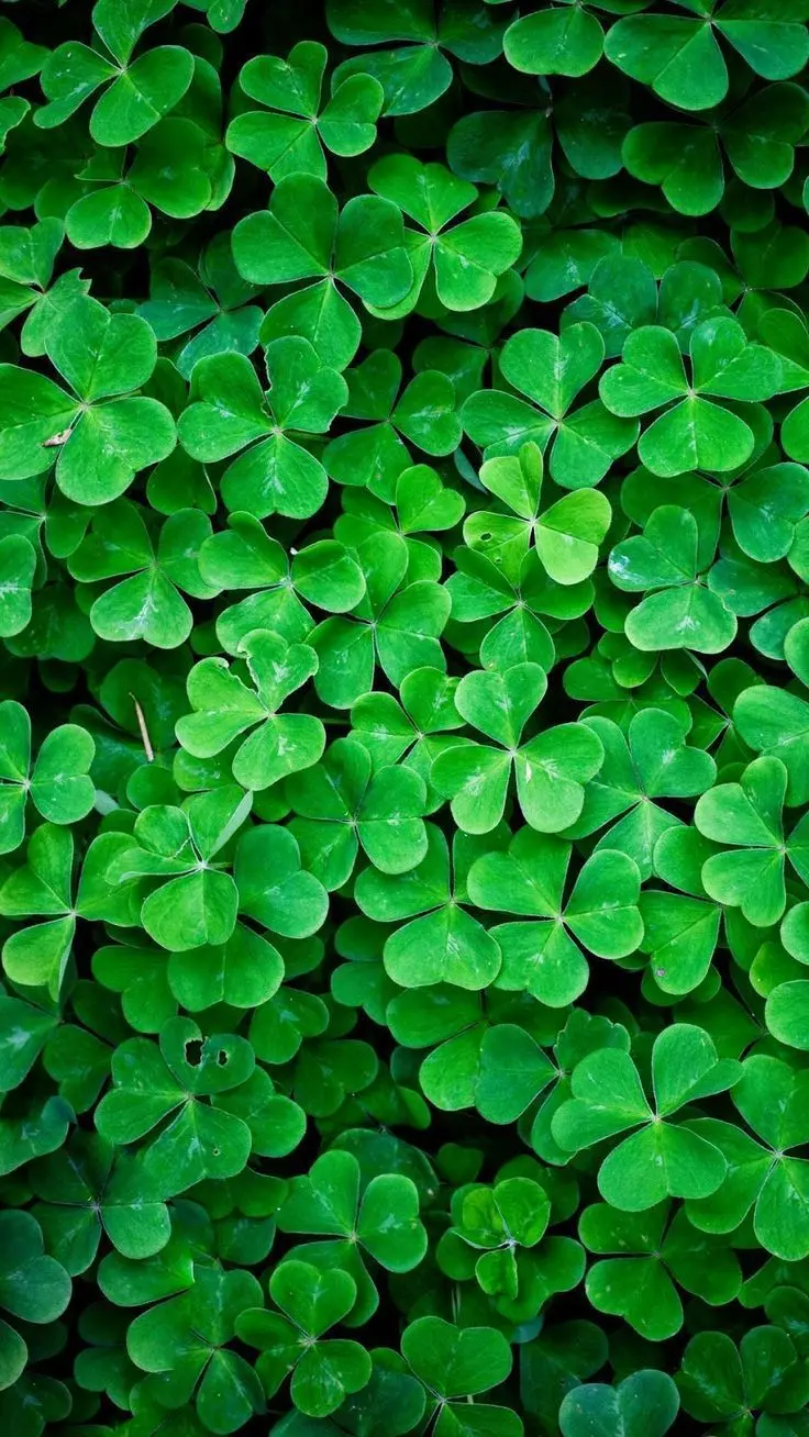 The Most Beautiful Mobile Wallpaper with a Green and Beautiful Clover Design 