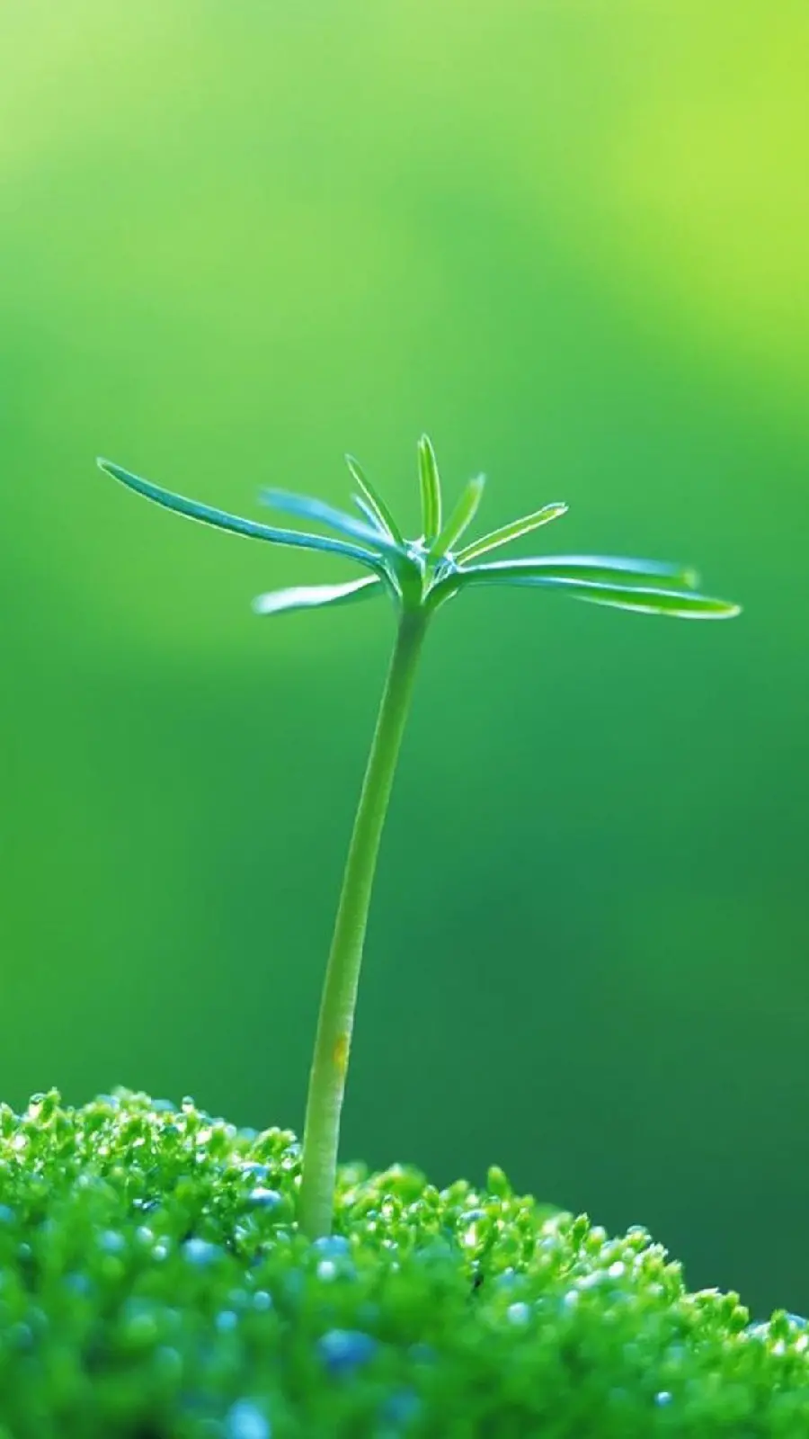 Download Background GoHigh quality green nature object 