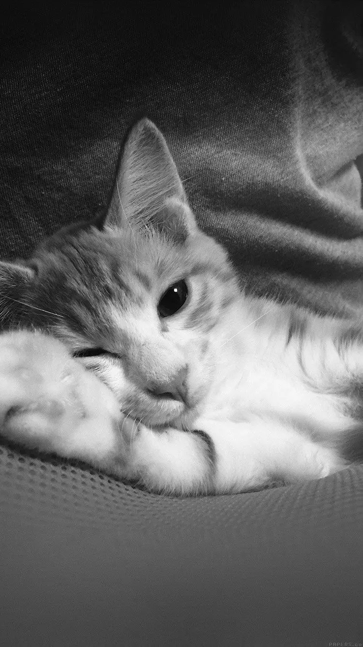 Black and white poster of a cute sleepy cat
