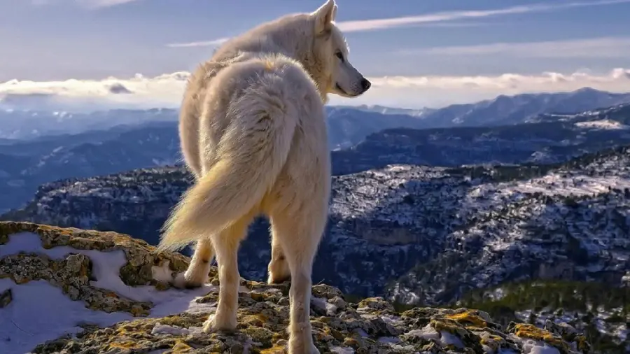 Most Viewed White Wolf Wallpaper on Top of the Mountain