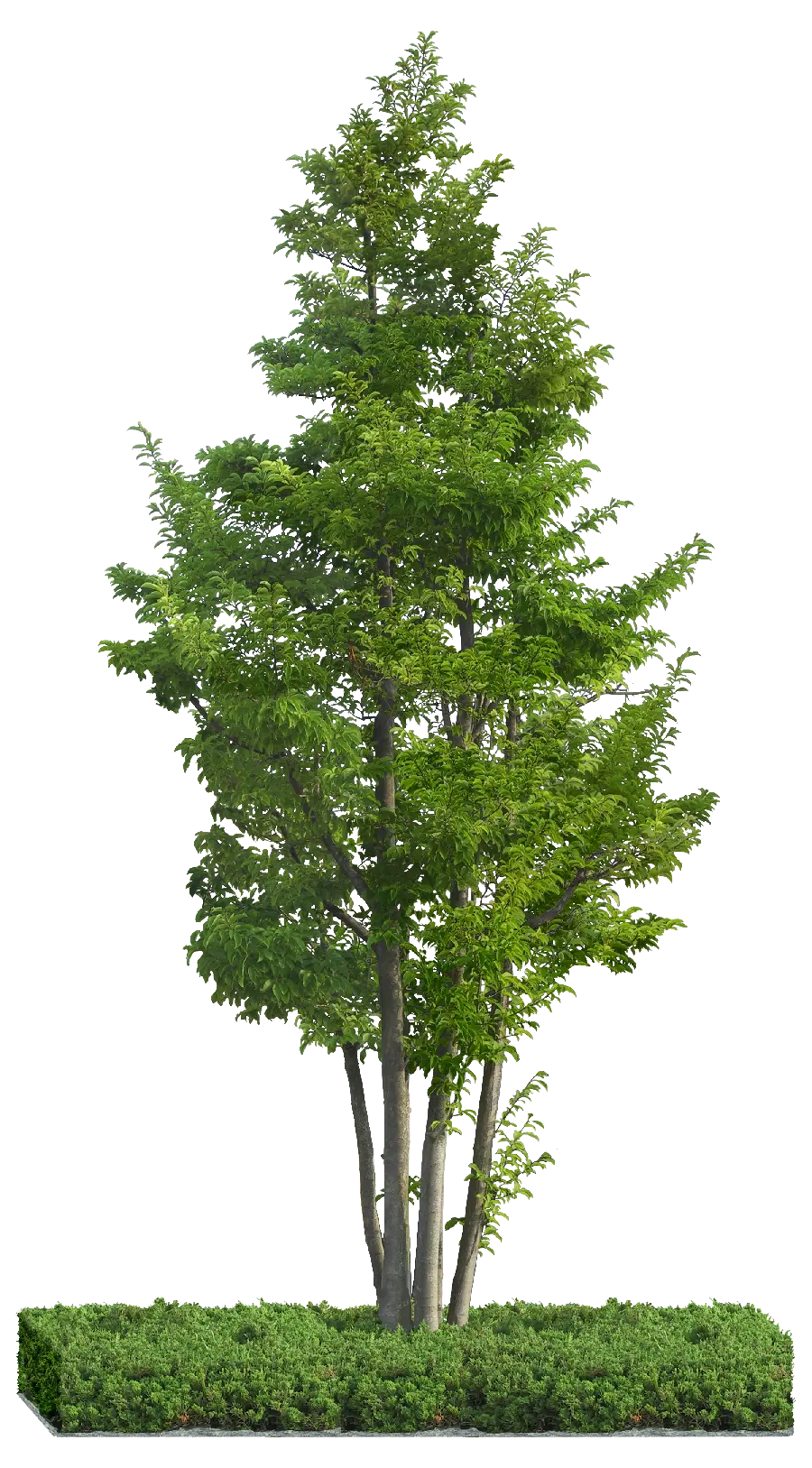 Enchanting Green Tree and Grass Wallpaper with Blank Background