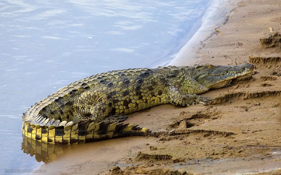 Full HD Wallpaper of a Huge Crocodile on the Nile River