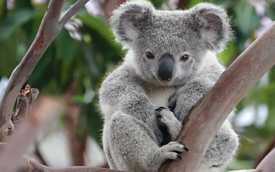 Download a lovely background of a koala sitting on all fours